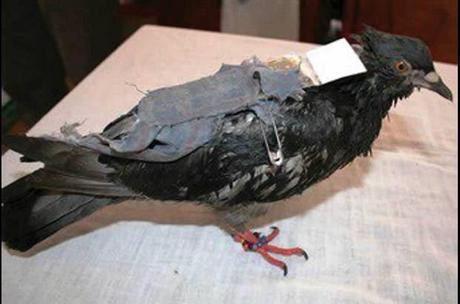 Catturato il piccione della droga: riforniva il carcere Catturato il piccione della droga: riforniva il carcere
