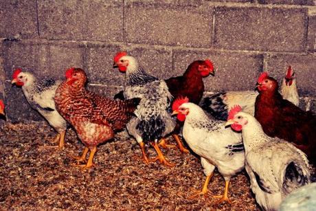 Per una merenda tipica marchigiana: la Fattoria Fucili si racconta Fattoria Fucili