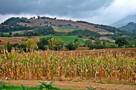 Per una merenda tipica marchigiana: la Fattoria Fucili si racconta Fattoria Fucili landscape