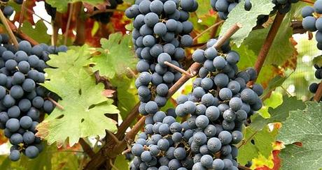 Il Moscato di Scanzo è un vino prettamente da meditazione, estremamente profumato, con retrogusto amarognolo, classico dei moscati.