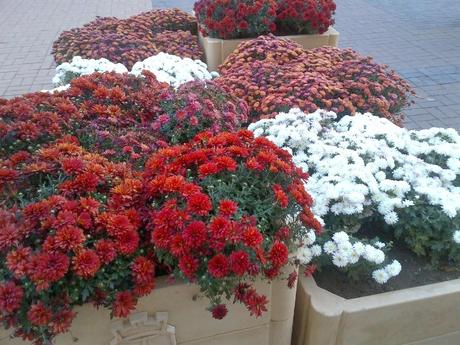 Uno città in uno stato così penoso che quando passi qualche giorno a Sofia provi invidia... Uno città in uno stato così penoso che quando passi qualche giorno a Sofia provi invidia...