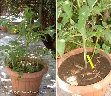 Trattamento nella crescita del pomodoro Nero di Crimea. La potatura