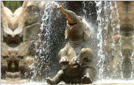 Elephant Shower