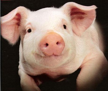 smiling-pig