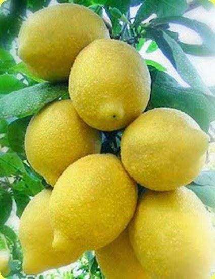 limoniSorrento1