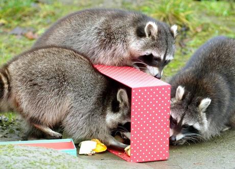 Gifts for zoo animals
