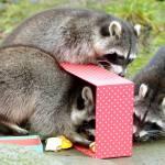 Regali di Natale allo zoo: procioni, foche e canguri festeggiano (foto e video)