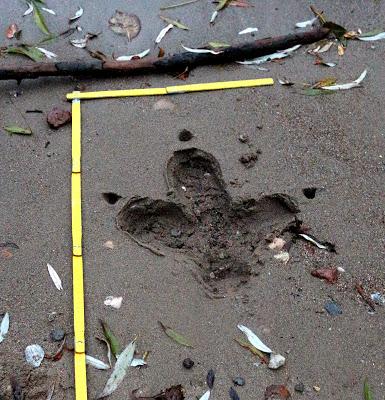 Impronte di drago sul lungolago di Arona Impronte di drago sul lungolago di Arona