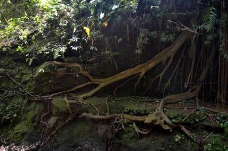 Ubud, dove la natura è arte #2 Ubud, dove la natura è arte #2