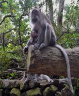 Ubud, dove la natura è arte #2 Ubud, dove la natura è arte #2