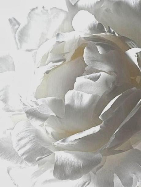 PPJ IN VACANZE NATALIZIE: TEXTURES IN BIANCO DA PINTEREST.COM PPJ IN VACANZE NATALIZIE: TEXTURES IN BIANCO DA PINTEREST.COM