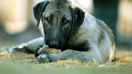 Nuovo orrore  a Roma verso i cani.