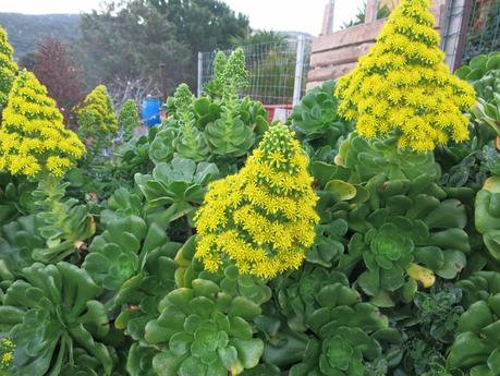 gennaio a l'Isola Rossa :una splendida crassula  su un muretto