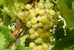 Uva Zibibbo uva zibibbo2