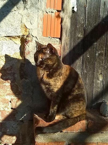 Luna, la gatta di Wiccan Matrix Foto di Luna, la gatta di Wiccan Matrix