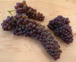 Uva Champagne Uva Champagne2