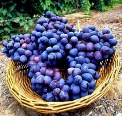 Uva Pizzutella Uva Pizzutella2