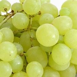 Uva Regina Uva Regina 2