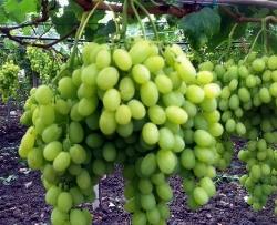 Uva Mazzarrone Uva Mazzarrone grappolo