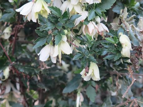 Clematide in fiore  in pieno inverno