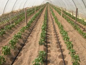 irrigazione come fare orto