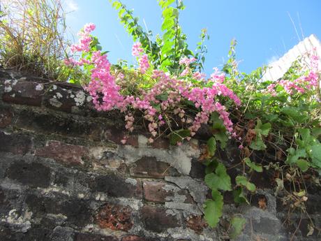 http://upload.wikimedia.org/wikipedia/commons/9/96/Antigonon_leptopus_-_Coralita,_Coral_vine_-_Rosensky_IMG_1129_C.JPG