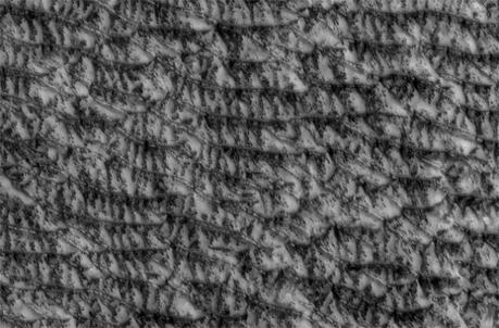Dune trasversali: seguono le stagioni su Marte. Probabilmente entrando nell'estate marziana, questa regione di dune si macchia con sacche di ghiaccio in sublimazione. Crolli di materiale rivelano la sabbia scura sotto la superficie ghiacciata. Crediti: NASA/JPL-CALTECH/UNIVERSITY OF ARIZONA 