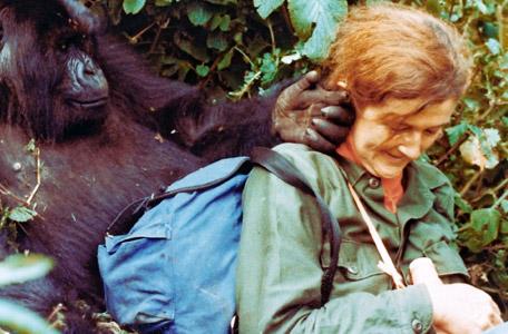 Google dedica il primo doodle del 2014 alla zoologa Dian Fossey