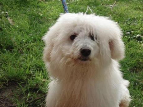 Eroico cane di Torre del Greco sventa una rapina e difende il padroncino Eroico cane di Torre del Greco sventa una rapina e difende il padroncino