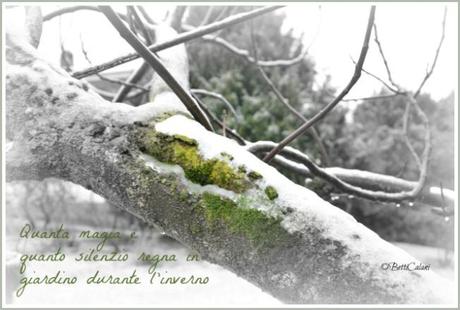 dedicato a chi ama bere ghiacciato neve sul ramo1_DSC_0098