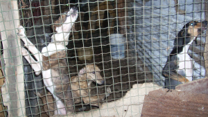 Alcuni cani maltrattati in un canile di Massa Carrara (italianostragrosseto.org)