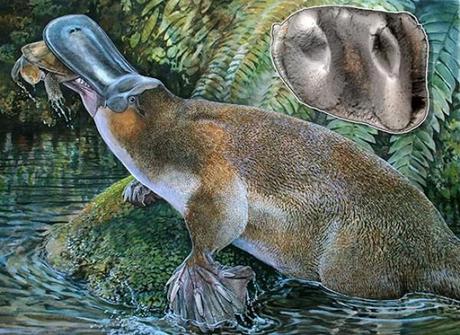 L'ornitorinco: curiosità e storia evolutiva sulla base delle ultime scoperte fossili
