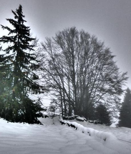 Escursione con le ciaspole (19/1, 2014) Escursione con le ciaspole (19/1, 2014)