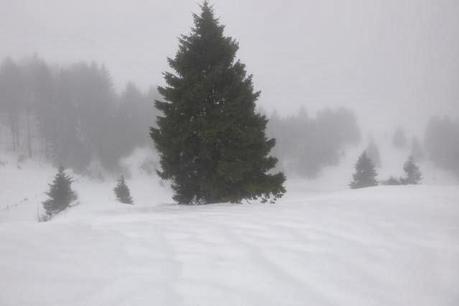 Escursione con le ciaspole (19/1, 2014) Escursione con le ciaspole (19/1, 2014)