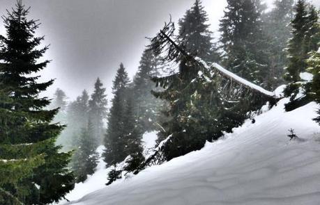 Escursione con le ciaspole (19/1, 2014) Escursione con le ciaspole (19/1, 2014)