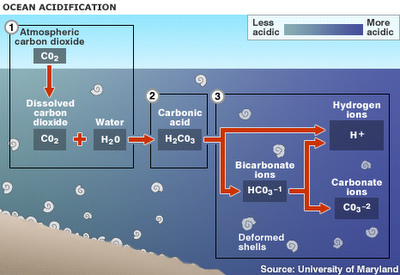 Ecco come studiare le alghe può aiutare a monitorare i cambiamenti climatici