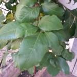 galaxy s4 mini 150x150 Samsung Galaxy S4 Mini La Recensione recensioni samsung galaxy s4 mini galaxy s4 galaxy s4 mini 150x150 Samsung Galaxy S4 Mini La Recensione recensioni samsung galaxy s4 mini galaxy s4