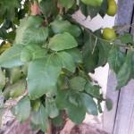 galaxy s4 mini 2 150x150 Samsung Galaxy S4 Mini La Recensione recensioni samsung galaxy s4 mini galaxy s4 galaxy s4 mini 2 150x150 Samsung Galaxy S4 Mini La Recensione recensioni samsung galaxy s4 mini galaxy s4