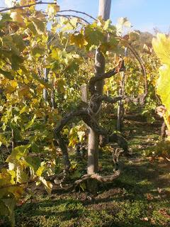 Al seminario sui Bianchi dell’Etna anche ERSE 2012, Etna DOC di Tenuta di Fessina. Conduce l’enologo Pietro Di Giovanni