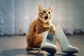 cat-shoes