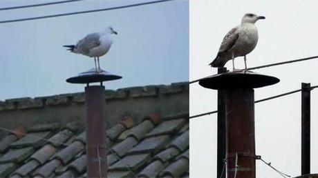 Click on image to start slideshow Oscuri presagi? I nuovi Aruspici della fotocamera digitale