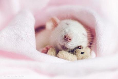 rats-with-teddy-bears