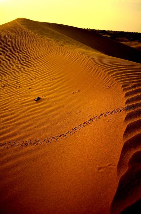 A Cammello Sul Deserto del Thar (Foto)