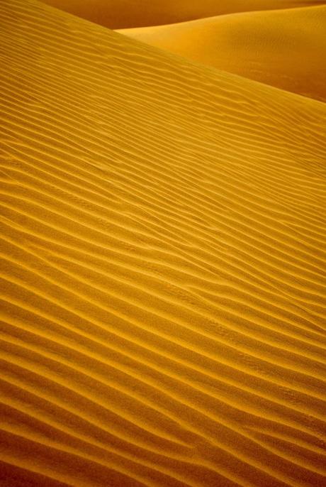 A Cammello Sul Deserto del Thar (Foto)