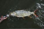 Tiger Fish. La tigre dell’Okavango