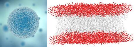 cellularmembrane