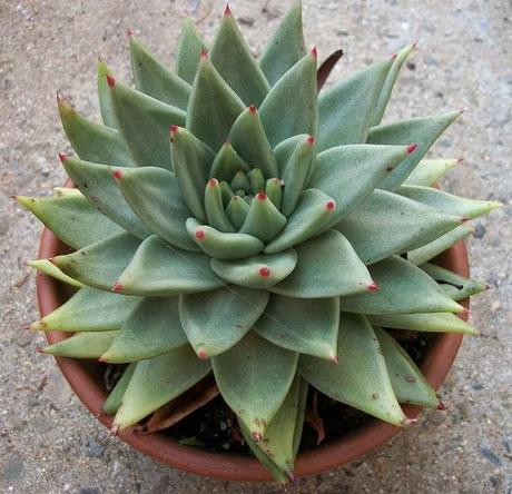 Echeveria Agavoides