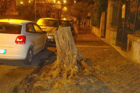 A MONTEVERDE UN CIMITERO DI ALBERI! RIDICOLI MONCHERINI, SPESSO TRASFORMATI IN CESTINI PER RIFIUTI. TIPICITA' ROMANE A MONTEVERDE UN CIMITERO DI ALBERI! RIDICOLI MONCHERINI, SPESSO TRASFORMATI IN CESTINI PER RIFIUTI. TIPICITA' ROMANE