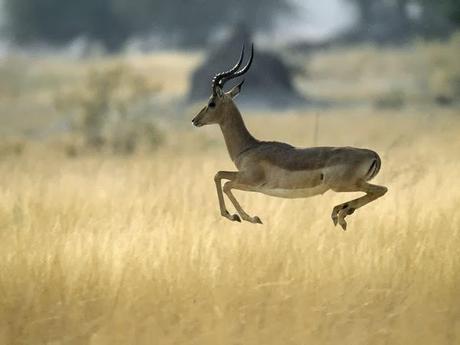 Impala, l'antilope della savana
