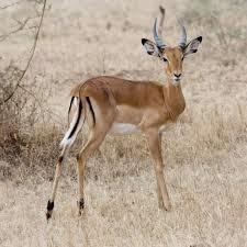 Impala, l'antilope della savana